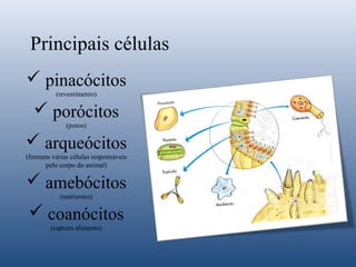 Principais células
 pinacócitos
(revestimento)

 porócitos
(poros)

 arqueócitos
(formam várias células responsáveis
pelo corpo do animal)

 amebócitos
(nutrientes)

 coanócitos
(captura alimento)

 