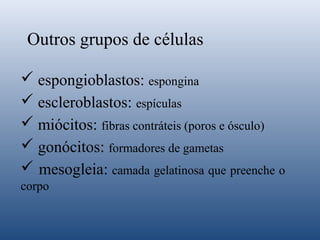 Outros grupos de células
 espongioblastos: espongina
 escleroblastos: espículas
 miócitos: fibras contráteis (poros e ósculo)
 gonócitos: formadores de gametas
 mesogleia: camada gelatinosa que preenche o
corpo

 