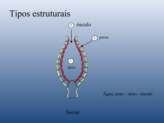 Tipos estruturais
ósculo
poros

átrio

Água: poro – átrio - ósculo

Áscon

 