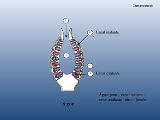 Tipos estruturais

Canal inalante

Canal exalante

Sícon

Água: poro – canal inalante –
canal exalante - átrio - ósculo

 