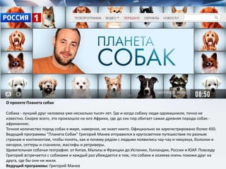 О проекте Планета собак
Собака - лучший друг человека уже несколько тысяч лет. Где и когда собаку люди одомашнили, точно не
известно. Скорее всего, это произошло на юге Африки, где до сих пор обитает самая древняя порода собак -
африканнис.
Точное количество пород собак в мире, наверное, не знает никто. Официально их зарегистрировано более 450.
Ведущий программы "Планета Собак" Григорий Манев отправился в кругосветное путешествие по разным
странам и континентам, чтобы понять, как и почему рядом с людьми появились чау-чау и чихуахуа, болонки и
овчарки, сеттеры и спаниели, мастифы и ретриверы.
Удивительная собачья география: от Китая, Мальты и Франции до Испании, Голландии, России и ЮАР. Повсюду
Григорий встречается с собаками и каждый раз убеждается в том, что собаки и хозяева очень похожи друг на
друга, где бы они ни жили.
Ведущий программы: Григорий Манев
 