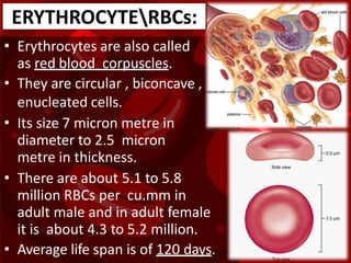 • Erythrocytes are also called
as red blood corpuscles.
• They are circular , biconcave ,
enucleated cells.
• Its size 7 micron metre in
diameter to 2.5 micron
metre in thickness.
• There are about 5.1 to 5.8
million RBCs per cu.mm in
adult male and in adult female
it is about 4.3 to 5.2 million.
• Average life span is of 120 days.
ERYTHROCYTERBCs:
 
