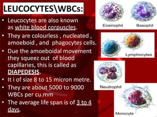 • Leucocytes are also known
as white blood corpuscles.
• They are colourless , nucleated ,
amoeboid , and phagocytes cells.
• Due the amoeboidal movement
they squeez out of blood
capillaries, this is called as
DIAPEDESIS.
• It i of size 8 to 15 micron metre.
• They are about 5000 to 9000
WBCs per cu.mm
• The average life span is of 3 to 4
days.
LEUCOCYTESWBCs:
 
