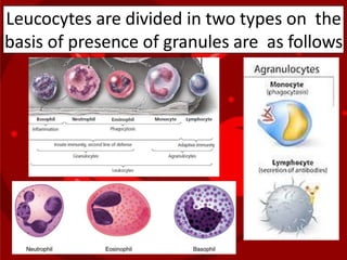Leucocytes are divided in two types on the
basis of presence of granules are as follows
 