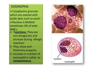 EOSINOPHIL
Cytoplasmic granules
which are stained with
acidic dyes such as eosin.
Nucleus is bilobed
constitutes 3% of total
WBCs.
 Functions: They are
non-phagocytic and
increase during ellergic
reactions
 They show anti-
histamine property.
 Increase in number of
eosinophil is called as
EOSINOPHILIA.
 