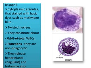 Basophil
Cytoplasmic granules,
that stained with basic
dyes such as methylene
blue .
Twisted nucleus.
They constitute about
• 0.5% of total WBCs.
Functions : they are
non-phagocytic .
They release
heparin(anti-
coagulant) and
histamine also.
 