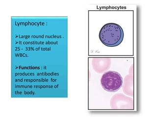 Lymphocyte :
Large round nucleus .
It constitute about
25 - 33% of total
WBCs.
Functions : it
produces antibodies
and responsible for
immune response of
the body.
 