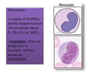 Monocytes :
Largest of all WBCs,
kidney shaped nucleus
It constitute about
3- 9% of total WBCs.
Functions : they are
phagocytic in
function, so they
known as
SCAVENGER.
 
