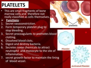 • This are small fragments of bone
marrow cells and therefore not
really classified as cells themselves.
 Functions :
1. Secret vasoconstriction.
2. Form temporary platelet plug to
stop bleeding.
3. Secret procoagulants to promotes blood
clotting.
4. Dissolved blood clots.
5. Digest and destroy bacteria.
6. Secretes some chemicals to attract
neutrophil and monocyte to the site of
inflammation.
7. secret growth factor to maintain the lining
of blood vessel.
PLATELETS
 