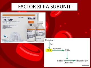 FACTOR XIII-A SUBUNIT
 