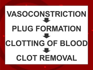 VASOCONSTRICTION
PLUG FORMATION
CLOTTING OF BLOOD
CLOT REMOVAL
 