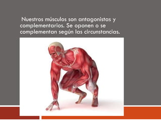 Nuestros músculos son antagonistas y
complementarios. Se oponen o se
complementan según las circunstancias.
 
