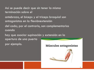 Así se puede decir que sin tener la misma
terminación sobre el
antebrazo, el biceps y el triceps braquial son
antagonistas en la flexiónextensión
del codo; por el contrario, son complementarios
cuando
hay que asociar supinación y extensión en la
apertura de una puerta
por ejemplo.
 