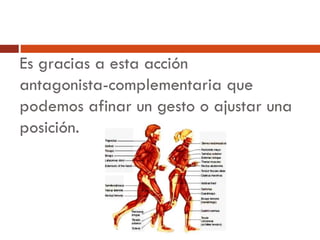 Es gracias a esta acción
antagonista-complementaria que
podemos afinar un gesto o ajustar una
posición.
 