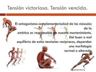 Tensión victoriosa. Tensión vencida.
El antagonismo-complementariedad de los músculos
de la
estática es responsable de nuestro mantenimiento.
Del buen o mal
equilibrio de estas tensiones recíprocas, dependen
una morfología
normal o alterada
 