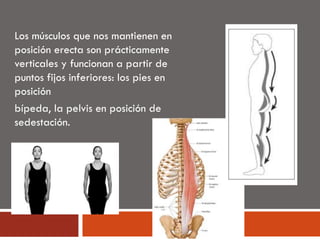 Los músculos que nos mantienen en
posición erecta son prácticamente
verticales y funcionan a partir de
puntos fijos inferiores: los pies en
posición
bípeda, la pelvis en posición de
sedestación.
 