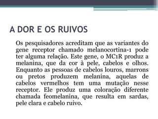 A DOR E OS RUIVOS
Os pesquisadores acreditam que as variantes do
gene receptor chamado melanocortina-1 pode
ter alguma relação. Este gene, o MC1R produz a
melanina, que da cor à pele, cabelos e olhos.
Enquanto as pessoas de cabelos louros, marrons
ou pretos produzem melanina, aquelas de
cabelos vermelhos tem uma mutação nesse
receptor. Ele produz uma coloração diferente
chamada feomelanina, que resulta em sardas,
pele clara e cabelo ruivo.
 