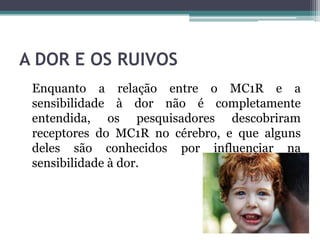 A DOR E OS RUIVOS
Enquanto a relação entre o MC1R e a
sensibilidade à dor não é completamente
entendida, os pesquisadores descobriram
receptores do MC1R no cérebro, e que alguns
deles são conhecidos por influenciar na
sensibilidade à dor.
 