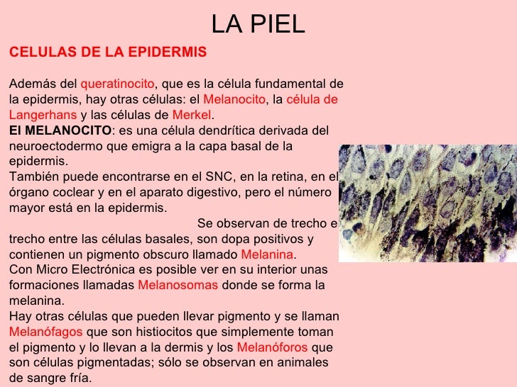 Los pinchazos de la belleza harkov las revocaciones