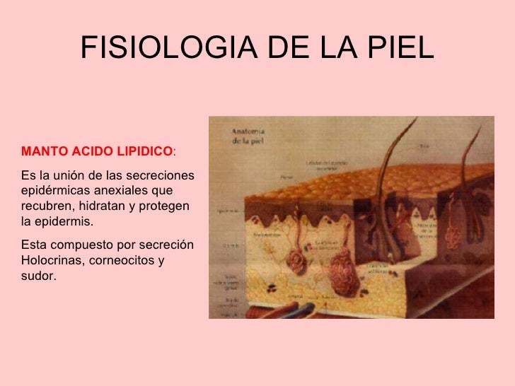 Metabolismo basal definicion pdf Metabolismo basal definicion pdf