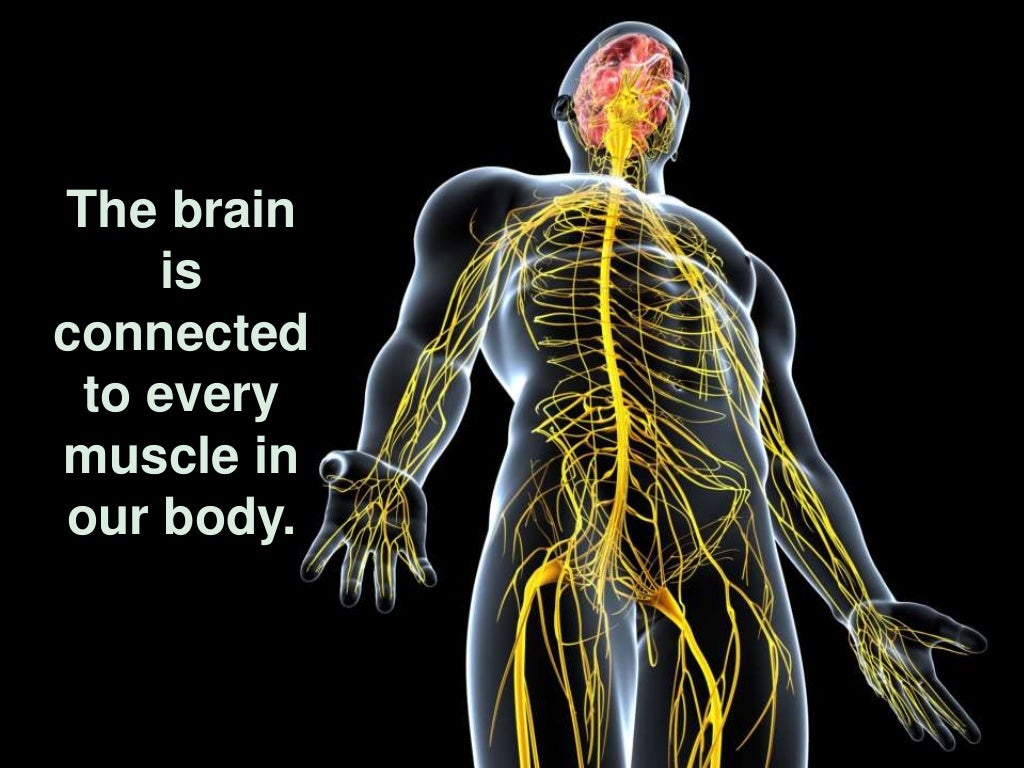 The brain is connected to