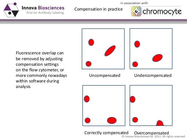 spracherwerb und grammatik linguistische untersuchungen zum erwerb von syntax und morphologie