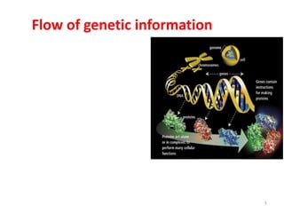 Flow of genetic information
1
 
