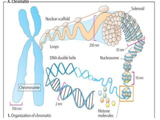 flow of genetic information | PPT