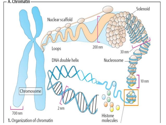 flow of genetic information | PPT