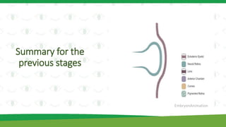 Summary for the
previous stages
EmbryonAnimation
 
