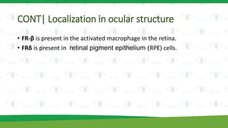 CONT| Localization in ocular structure
• FR-β is present in the activated macrophage in the retina.
• FRδ is present in retinal pigment epithelium (RPE) cells.
 