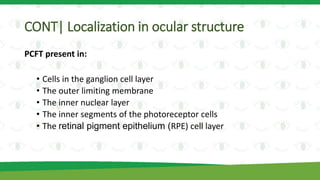 CONT| Localization in ocular structure
PCFT present in:
• Cells in the ganglion cell layer
• The outer limiting membrane
• The inner nuclear layer
• The inner segments of the photoreceptor cells
• The retinal pigment epithelium (RPE) cell layer
 