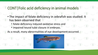 CONT|Folic acid deficiency in animal models
• The impact of folate deficiency in zebrafish was studied. It
has been observed that
• folate deficiency induced oxidative stress and
• impaired neural tube closure in embryos.
As a result, many abnormalities of eye development occurred.
 