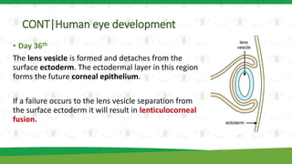 CONT|Human eye development
• Day 36th
The lens vesicle is formed and detaches from the
surface ectoderm. The ectodermal layer in this region
forms the future corneal epithelium.
If a failure occurs to the lens vesicle separation from
the surface ectoderm it will result in lenticulocorneal
fusion.
 