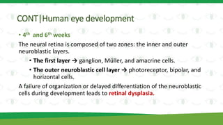 CONT|Human eye development
• 4th and 6th weeks
The neural retina is composed of two zones: the inner and outer
neuroblastic layers.
• The first layer → ganglion, Müller, and amacrine cells.
• The outer neuroblastic cell layer → photoreceptor, bipolar, and
horizontal cells.
A failure of organization or delayed differentiation of the neuroblastic
cells during development leads to retinal dysplasia.
 