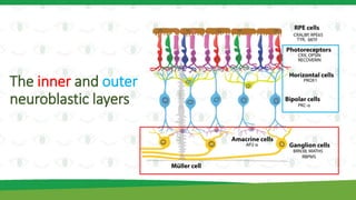 The inner and outer
neuroblastic layers
 