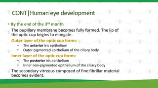 CONT|Human eye development
• By the end of the 3rd month
The pupillary membrane becomes fully formed. The lip of
the optic cup begins to elongate.
Outer layer of the optic cup forms:
• The anterior iris epithelium
• Outer pigmented epithelium of the ciliary body
Inner layer of the optic cup forms:
• The posterior iris epithelium
• Inner non-pigmented epithelium of the ciliary body
The secondary vitreous composed of fine fibrillar material
becomes evident.
 
