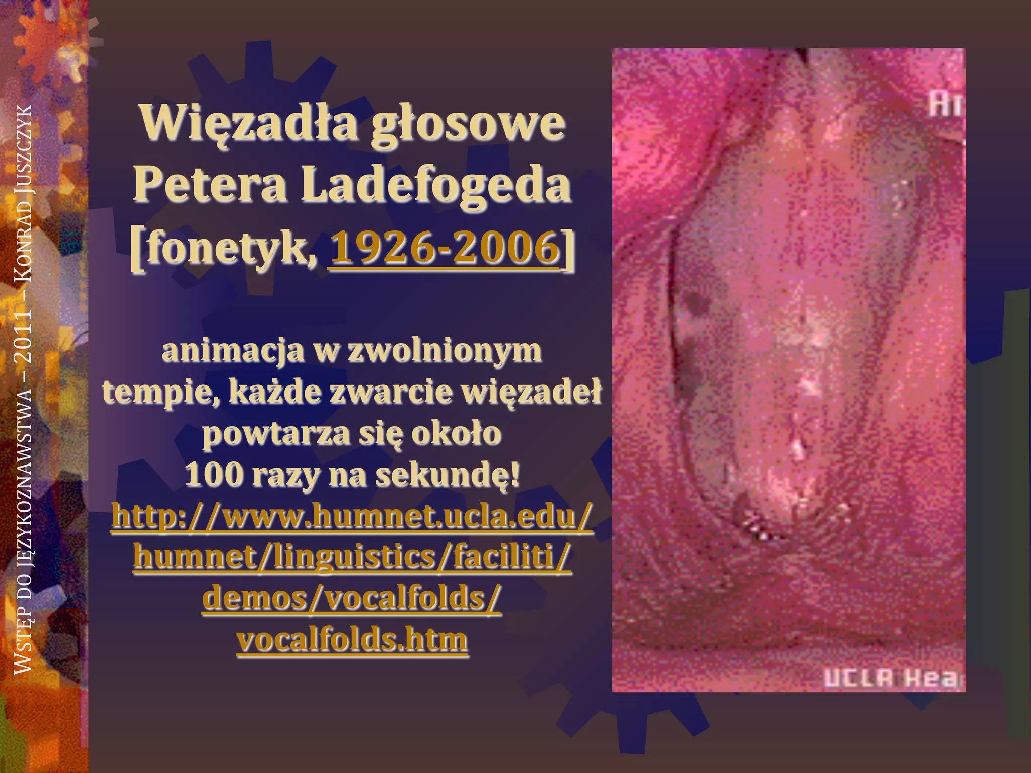 WSTĘPDOJĘZYKOZNAWSTWA–2011–KONRADJUSZCZYK
Więzadła głosowe
Petera Ladefogeda
[fonetyk, 1926-2006]
animacja w zwolnionym
tempie, każde zwarcie więzadeł
powtarza się około
100 razy na sekundę!
http://www.humnet.ucla.edu/
humnet/linguistics/faciliti/de
mos/vocalfolds/vocalfolds.htm
 