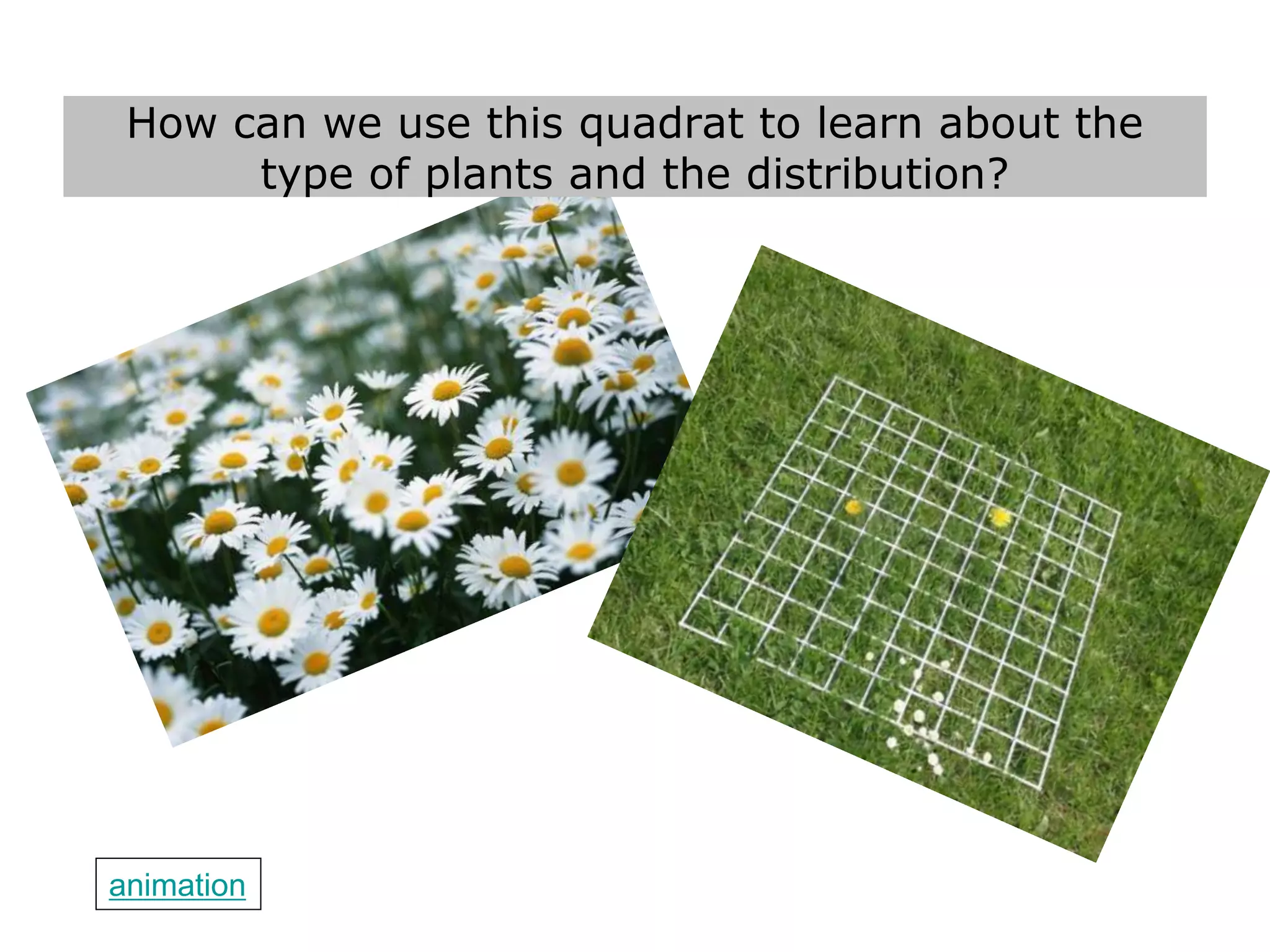 Sampling and Ecosystems | PPT