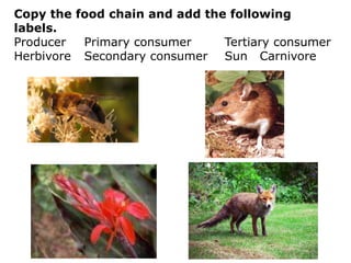 Copy the food chain and add the following
labels.
Producer Primary consumer Tertiary consumer
Herbivore Secondary consumer Sun Carnivore
 