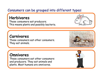 1 food chains and webs edexcel new mp | PPT