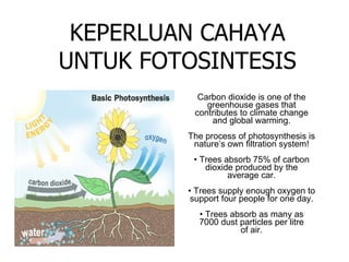 KEPERLUAN CAHAYA UNTUK FOTOSINTESIS Carbon dioxide is one of the greenhouse gases that contributes to climate change and global warming. The process of photosynthesis is nature’s own filtration system! • Trees absorb 75% of carbon dioxide produced by the average car. • Trees supply enough oxygen to support four people for one day. • Trees absorb as many as 7000 dust particles per litre of air. 