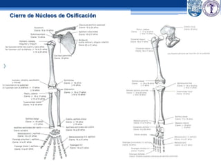 Fracturas en niños | PPTX