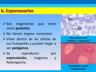 Son organismos que viven
como parásitos.
 No tienen órgano locomotor.
 Viven dentro de las células de
sus huéspedes y pueden llegar a
ser patógenos.
 Se reproducen por
esporulación, isogamia y
heterogamia.
Plasmodium vivax
“Malaria o Paludismo”
Ptoxoplasma gondii
“Toxoplasmosis”
 