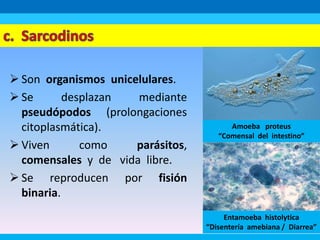  Son organismos unicelulares.
 Se desplazan mediante
pseudópodos (prolongaciones
citoplasmática).
 Viven como parásitos,
comensales y de vida libre.
 Se reproducen por fisión
binaria.
Amoeba proteus
“Comensal del intestino”
Entamoeba histolytica
“Disentería amebiana / Diarrea”
 