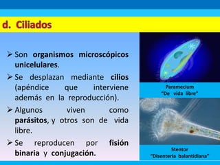  Son organismos microscópicos
unicelulares.
 Se desplazan mediante cilios
(apéndice que interviene
además en la reproducción).
 Algunos viven como
parásitos, y otros son de vida
libre.
 Se reproducen por fisión
binaria y conjugación.
Paramecium
“De vida libre”
Stentor
“Disentería balantidiana”
 