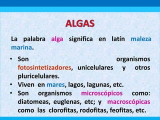 La palabra alga significa en latín maleza
marina.
• Son organismos
fotosintetizadores, unicelulares y otros
pluricelulares.
• Viven en mares, lagos, lagunas, etc.
• Son organismos microscópicos como:
diatomeas, euglenas, etc; y macroscópicas
como las clorofitas, rodofitas, feofitas, etc.
 