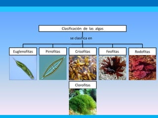 se clasifica en
Feofitas
Pirrofitas
Euglenofitas
Clasificación de las algas
Rodofitas
Clorofitas
Crisofitas
 