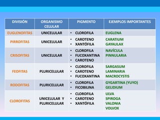 DIVISIÓN ORGANISMO
CELULAR
PIGMENTO EJEMPLOS IMPORTANTES
EUGLENOFITAS UNICELULAR • CLOROFILA EUGLENA
PIRROFITAS UNICELULAR
• CAROTENO
• XANTÓFILA
CARATIUM
GAYAULAX
CRISOFITAS UNICELULAR
• CLOROFILA
• FUCOXANTINA
• CAROTENO
NAVÍCULA
PINNULARIA
FEOFITAS PLURICELULAR
• CLOROFILA
• CAROTENO
• FUCOXANTINA
SARGASUM
LAMINARIA
MACROCYSTIS
RODOFITAS PLURICELULAR
• CLOROFILA
• FICOBILINA
GYGARTINA (YUYO)
GELIDIUM
CLOROFITAS
UNICELULAR Y
PLURICELULAR
• CLOROFILA
• CAROTENO
• XANTÓFILA
ULVA
SPIROGA
VALONIA
VOLVOX
 