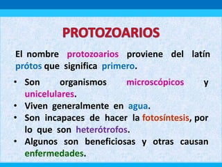 El nombre protozoarios proviene del latín
prótos que significa primero.
• Son organismos microscópicos y
unicelulares.
• Viven generalmente en agua.
• Son incapaces de hacer la fotosíntesis, por
lo que son heterótrofos.
• Algunos son beneficiosas y otras causan
enfermedades.
 